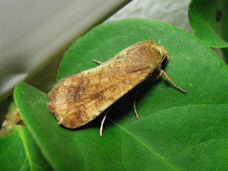 noctuidi di ieri sera